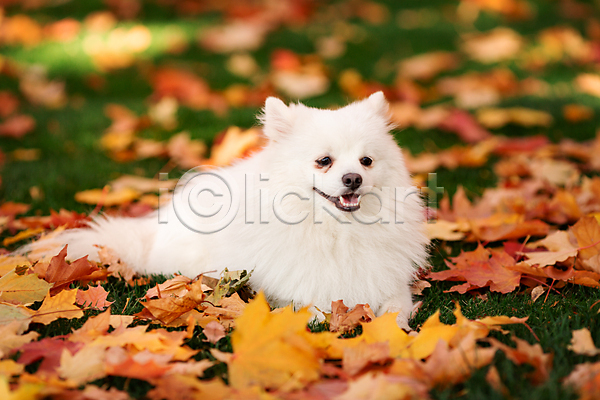 산책 사람없음 JPG 포토 해외이미지 가을(계절) 강아지 낙엽 눕기 반려견 야외 엎드리기 주간 포메라니안 한마리