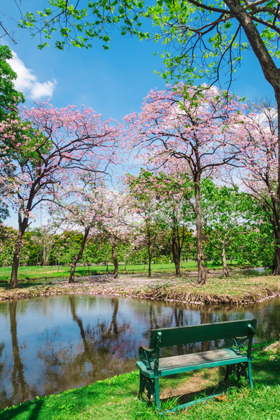 사람없음 JPG 포토 해외이미지 공원 나무 반사 방콕 벚꽃 벤치 봄 야외 자연 주간 태국 풍경(경치) 하늘 호수