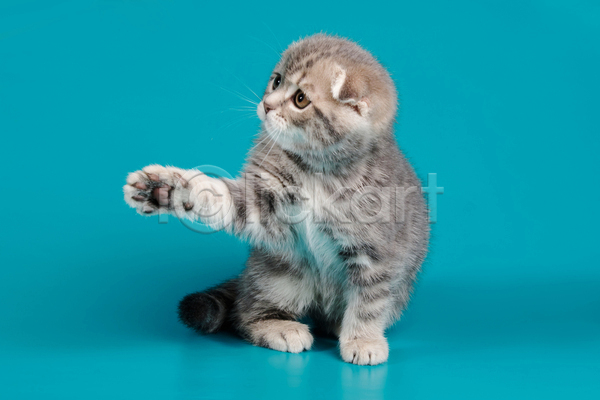 귀여움 사람없음 JPG 포토 해외이미지 고양이 반려동물 반려묘 새끼 손들기 스코티시폴드 실내 앉기 파란배경 한마리