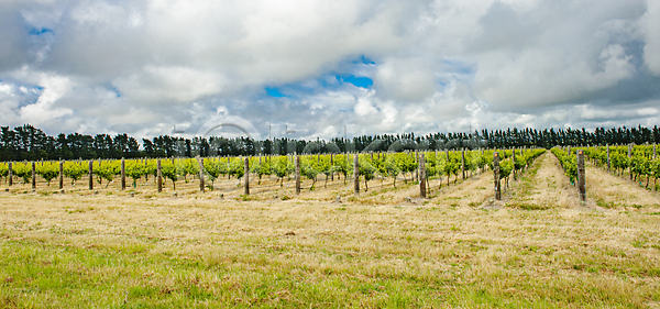 성장 사람없음 JPG 포토 해외이미지 계곡 과일 내추럴 농업 농작물 농장 뉴질랜드 산업 수확 식물 양조장 와인 원예 자연 포도 포도밭 해외포토