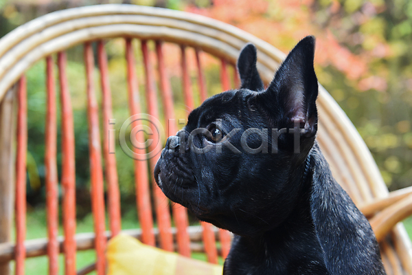 사람없음 JPG 포토 해외이미지 가을(계절) 강아지 개 공원 반려동물 불독 새끼 앉기 야외 의자 주간