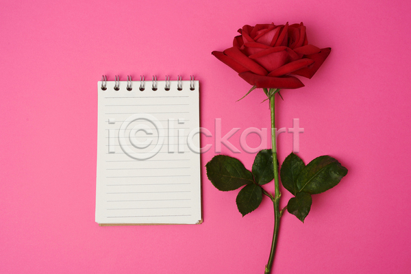 사람없음 JPG 포토 해외이미지 꽃 분홍색 스프링노트 오브젝트 장미