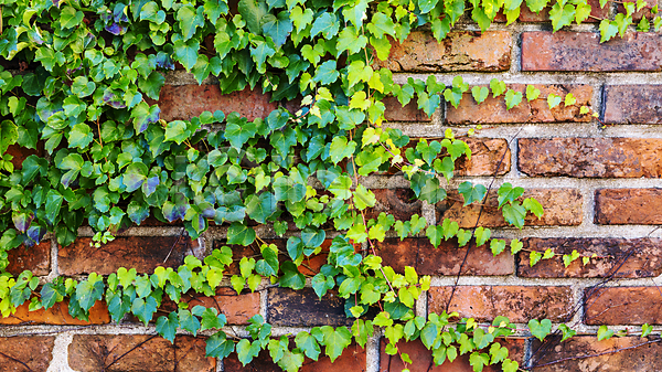 사람없음 JPG 포토 해외이미지 갈색 건물 건축양식 고체 돌담 바위 백그라운드 벽 벽돌 블록 빨간색 시멘트 식물 아이비 옛날 질감 초록색 추상 패턴 표면