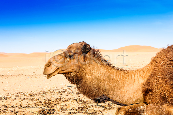 건조 뜨거움 사람없음 JPG 포토 해외이미지 낙타 노란색 모래 모래언덕 모로코 백그라운드 사막 사하라 아랍어 아프리카 야외 언덕 여행 오렌지 일몰 자연 카라반 풍경(경치) 하늘