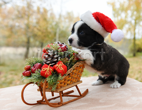 새로움 행복 사람없음 JPG 포토 해외이미지 12월 강아지 개 목도리 반려동물 산타모자 새끼 썰매 크리스마스 크리스마스장식