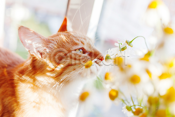 사람없음 JPG 소프트포커스 포토 해외이미지 고양이 꽃 반려동물 반려묘 실내 창문 한마리 향기