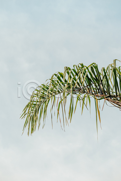 사람없음 JPG 포토 해외이미지 백그라운드 야외 야자수잎 잎 주간 풀(식물) 하늘