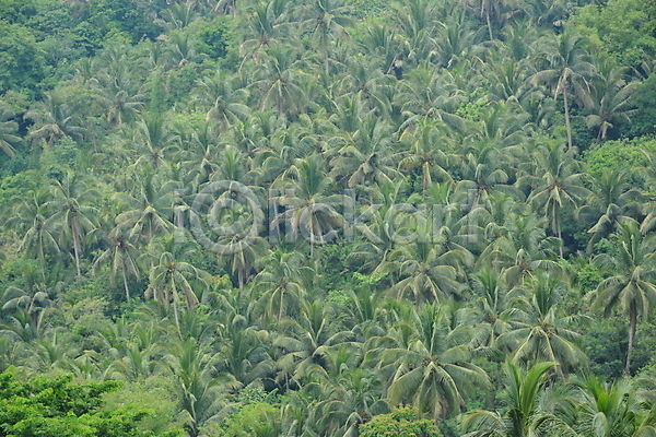 사람없음 JPG 포토 해외이미지 과일 나무 산 숲 시골 식물 아시아 야외 잎 자연 초록색 코코넛