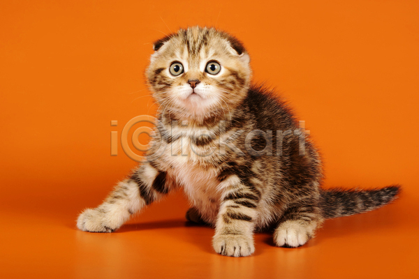 귀여움 사람없음 JPG 포토 해외이미지 고양이 반려동물 반려묘 새끼 스코티시폴드 실내 앉기 응시 주황색배경 한마리