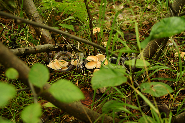 사람없음 JPG 포토 해외이미지 가을(계절) 그물버섯 버섯 뷰티 숲 식물 씨앗 자연