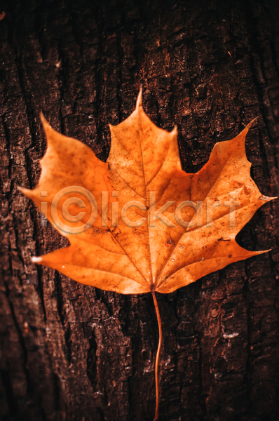 사람없음 JPG 포토 해외이미지 가을(계절) 나무 단풍 백그라운드 야외 오브젝트 주황색 풍경(경치)