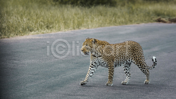 사람없음 JPG 포토 해외이미지 걷기 남아프리카 도로 맹수 보츠와나 야생동물 야외 자연 주간 표범 한마리
