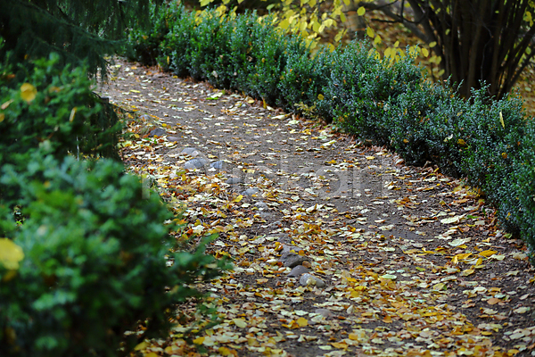 떨어짐 사람없음 JPG 포토 해외이미지 10월 11월 가을(계절) 계절 공원 낙엽 날씨 내추럴 노란색 땅 땅바닥 백그라운드 뷰티 숲 식물 야외 오렌지 잎 자연 정원 질감 초록색 컬러풀 패턴 환경 황금