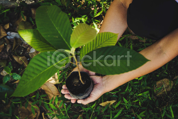 신체부위 JPG 포토 해외이미지 나무 생태계 손 에코 잎 초록색