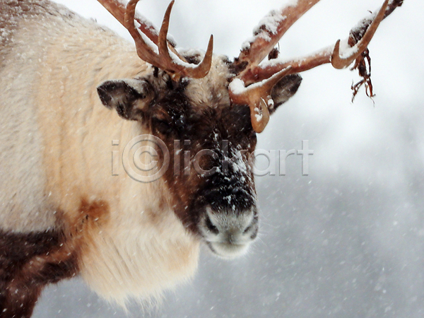 사람없음 JPG 포토 해외이미지 겨울 노르웨이 사슴 야생동물 야외 주간 풍경(경치)