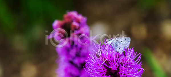 남자 동양인 사람없음 여자 JPG 포토 해외이미지 검은색 곤충 꽃 꿀 나방 나비 날개 머리 미국 백그라운드 벌레 보라색 수집 신체 아시아 얼굴 유럽 이국적 자연 점 종류 파란색 해외포토 흰색