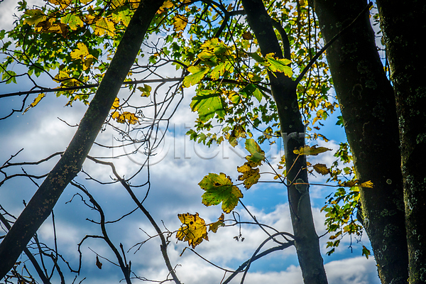사람없음 JPG 포토 해외이미지 공원 나무 나뭇가지 내추럴 맑음 목재 백그라운드 봄 빛 숲 식물 야외 여름(계절) 잎 자연 초록색 큼 태양 풍경(경치) 하늘 햇빛 환경