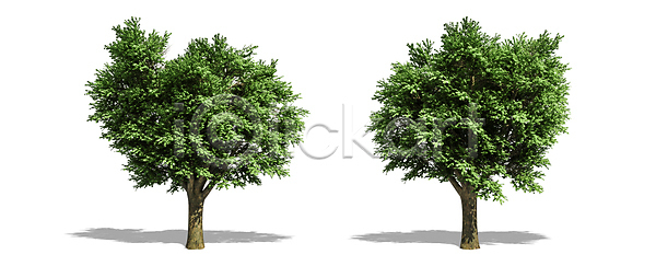 고독 성장 사람없음 JPG 포토 해외이미지 1 계절 고립 그늘 나무 나뭇가지 낙엽 내추럴 백그라운드 봄 생태학 숲 식물 싱글 야외 에코 엘리먼트 여름 열대우림 옛날 오브젝트 유기농 잎 자르기 자연 줄기 초록색 추상 큼 해외포토 환경 흰색