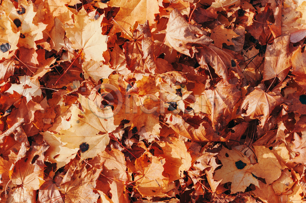 사람없음 JPG 포토 해외이미지 가을(계절) 갈색 낙엽 단풍 백그라운드 풍경(경치) 햇빛