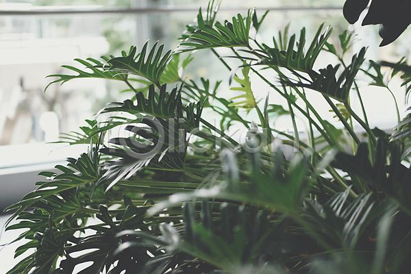 성장 사람없음 JPG 포토 해외이미지 나무 내추럴 냄비 다리찢기 식물 잎 자연 장식 정원 초록색