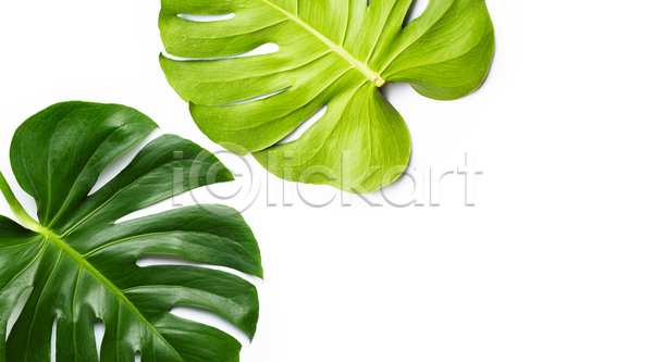사람없음 JPG 포토 해외이미지 두개 몬스테라 실내 열대잎 카피스페이스 흰배경