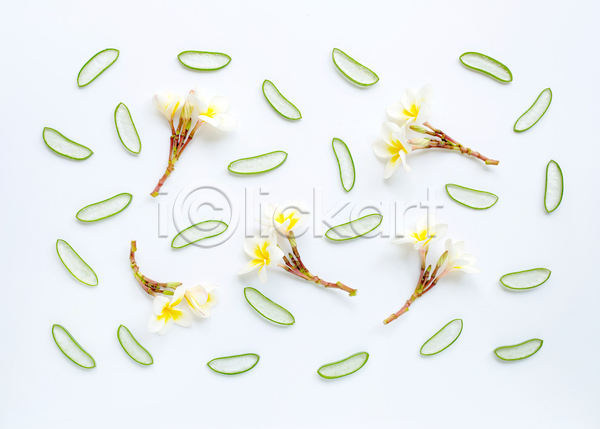 사람없음 JPG 포토 하이앵글 해외이미지 꽃 단면 뷰티 스튜디오촬영 실내 알로에 플랫레이 흰배경