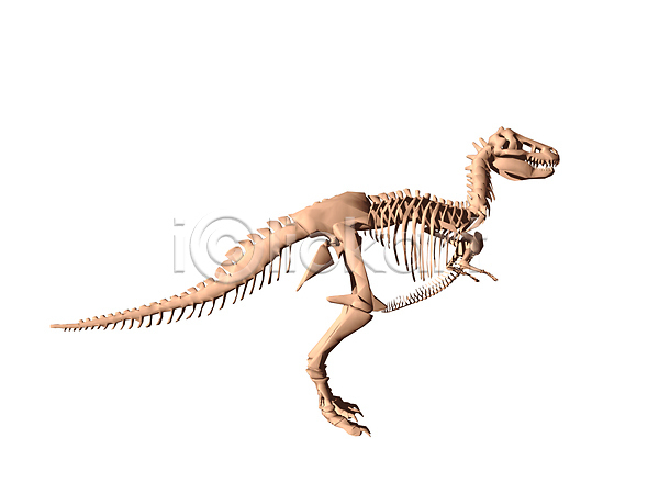 위험 사람없음 JPG 포토 해외이미지 골격 공룡 궤 그래픽 꼬리 뼈 육식동물 턱 틀니 파충류 해골모형