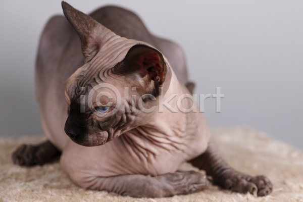 귀여움 사람없음 JPG 포토 해외이미지 고양이 반려동물 반려묘 스핑크스고양이 실내 엎드리기 한마리 회색배경