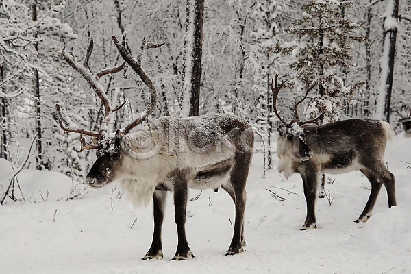 사람없음 JPG 포토 해외이미지 겨울 공원 뿔 사슴 순록 숲 야생동물 야외 유럽 주간 풍경(경치) 핀란드