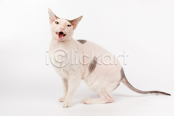 귀여움 사람없음 JPG 포토 해외이미지 고양이 반려동물 반려묘 스핑크스고양이 실내 앉기 입벌림 한마리 흰배경