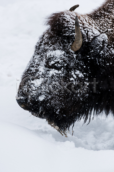 사람없음 JPG 포토 해외이미지 겨울 공원 국립공원 눈내림 동물 들소 로키산맥 미국 북아메리카 북쪽 산 서쪽 야생동물 와이오밍 자연 전국 포유류 폭설 황무지