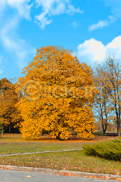 사람없음 JPG 포토 해외이미지 가을(계절) 공원 길 나무 네덜란드 단풍나무 숲 야외 유럽 주간 풍경(경치) 하늘