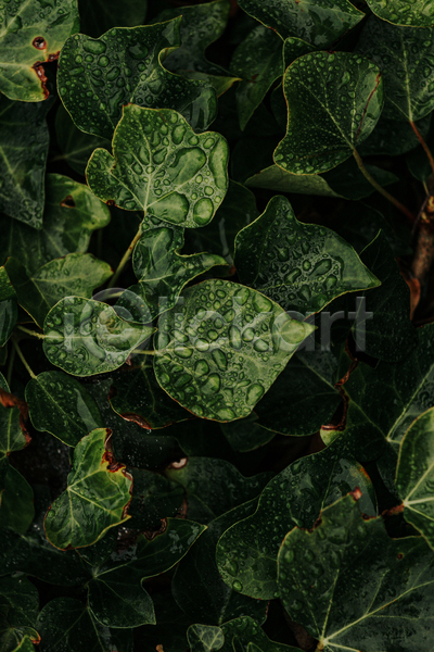 사람없음 JPG 포토 해외이미지 덩굴 물방울 백그라운드 잎 자연 초록색 풀(식물)