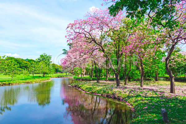 사람없음 JPG 포토 해외이미지 공원 나무 반사 방콕 벚꽃 봄 야외 자연 주간 태국 풍경(경치) 하늘 호수
