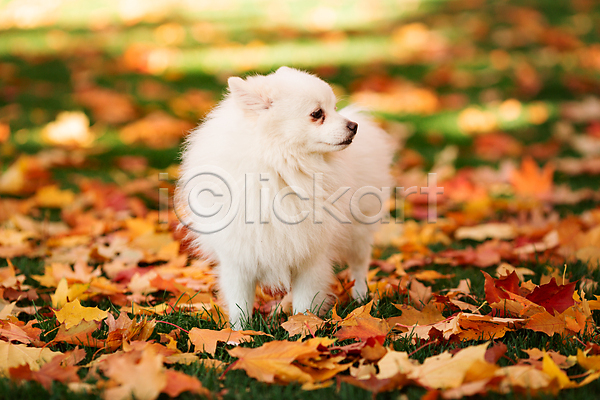 산책 사람없음 JPG 아웃포커스 포토 해외이미지 가을(계절) 강아지 낙엽 반려견 야외 주간 포메라니안 한마리