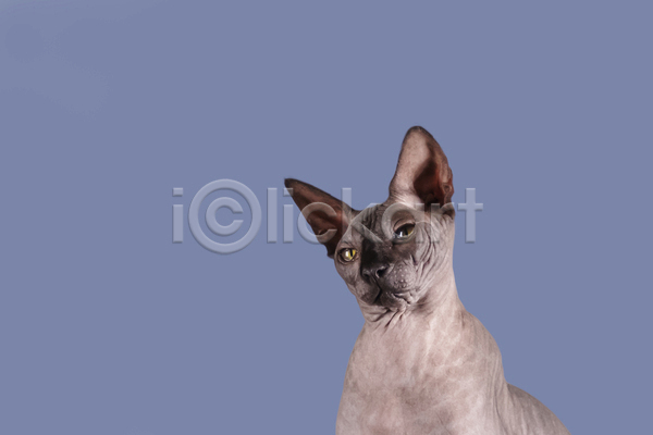 귀여움 사람없음 JPG 포토 해외이미지 고양이 반려동물 반려묘 스핑크스고양이 실내 응시 파란배경 한마리