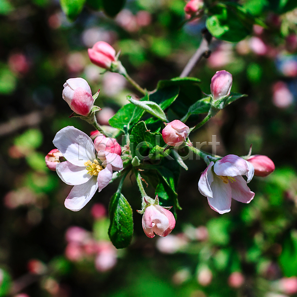 사람없음 JPG 포토 해외이미지 계절 꽃 꽃잎 나무 나뭇가지 백그라운드 벚꽃 봄 분홍색 뷰티 빛 사과 식물 잎 자연 장식 정원 줄기 초록색 파란색 흰색