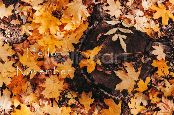 사람없음 JPG 포토 해외이미지 가을(계절) 나무밑둥 낙엽 단풍 백그라운드 영어 주황색 타이포그라피