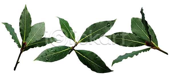 달콤 사람없음 JPG 포토 해외이미지 고립 관목 만 물 물방울 세트 수집 월계수 음식 잎 자연 지중해 초록색 클리핑패스 해외포토 향신료 허브 흰색