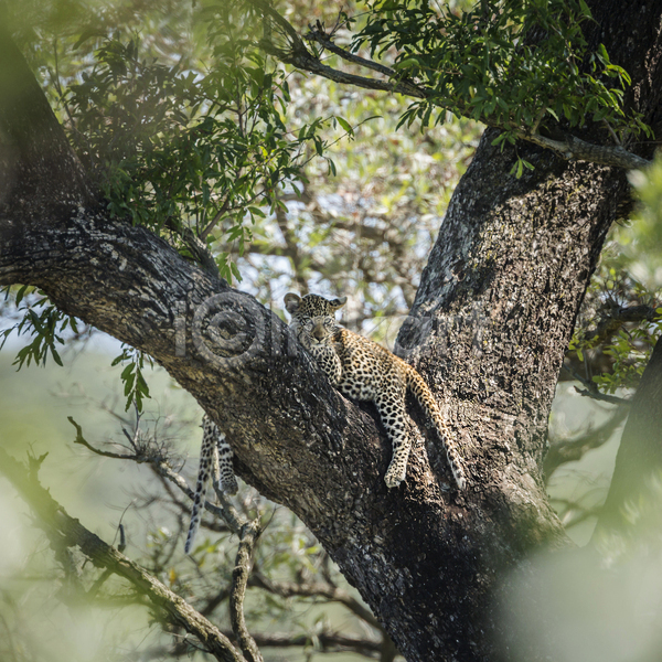 사람없음 JPG 소프트포커스 포토 해외이미지 나무 나뭇가지 나뭇잎 남아프리카 맹수 보츠와나 야생동물 야외 엎드리기 자연 주간 표범 한마리
