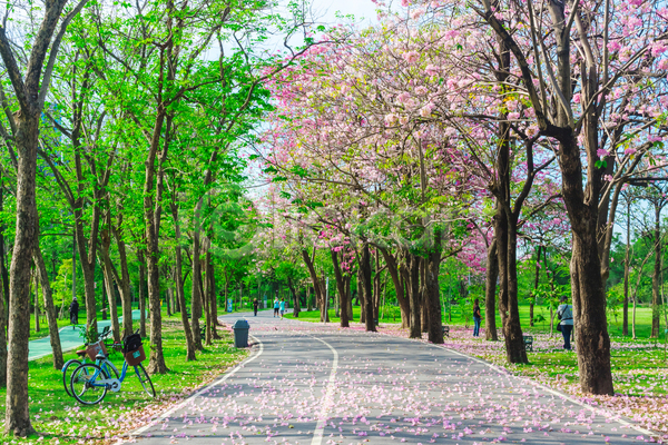 휴식 사람없음 JPG 포토 해외이미지 공원 나무 방콕 벚꽃 봄 산책로 야외 자연 자전거 주간 태국 풍경(경치)
