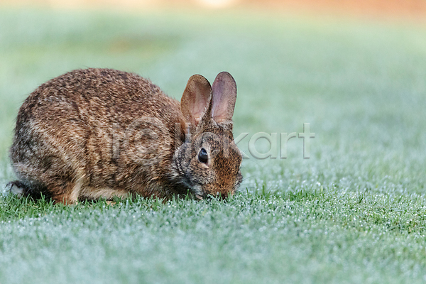 사람없음 JPG 아웃포커스 포토 해외이미지 먹기 야생동물 야외 잔디 주간 토끼 한마리