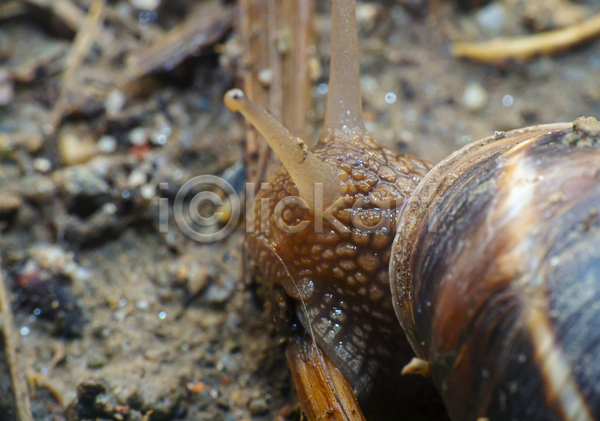 사람없음 JPG 근접촬영 아웃포커스 포토 해외이미지 달팽이(동물) 땅 머리 야외 주간 한마리