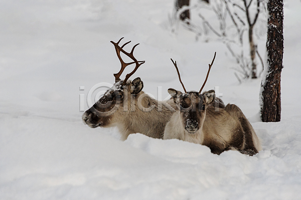 사람없음 JPG 포토 해외이미지 겨울 공원 뿔 사슴 설원 숲 앉기 야생동물 야외 유럽 주간 풍경(경치) 핀란드