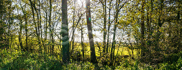 사람없음 JPG 포토 해외이미지 각도 공원 그림자 나무 목재 백그라운드 봄 빛 숲 식물 야외 일몰 잎 자연 초록색 태양 풍경 해외포토 햇빛 환경