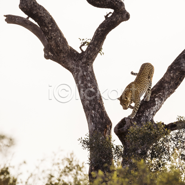 사람없음 JPG 소프트포커스 포토 해외이미지 나무 나뭇가지 남아프리카 맹수 보츠와나 야생동물 야외 자연 주간 표범 한마리