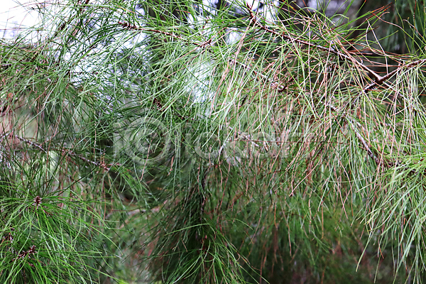 사람없음 JPG 포토 해외이미지 나무 내추럴 백그라운드 산 숲 자연 초록색 침엽수 풍경(경치)