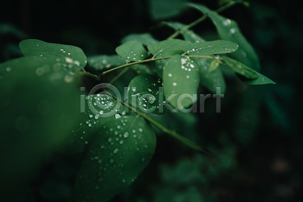 사람없음 JPG 소프트포커스 포토 해외이미지 물방울 백그라운드 어둠 잎 자연 초록색 풀(식물)