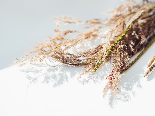 사람없음 JPG 포토 해외이미지 가을(계절) 마른잎 식물 실내 흰배경