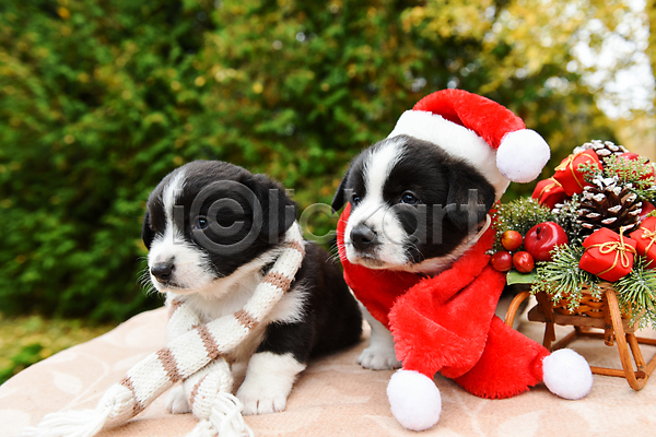 새로움 행복 사람없음 JPG 포토 해외이미지 12월 강아지 개 목도리 반려동물 산타모자 새끼 썰매 크리스마스 크리스마스장식